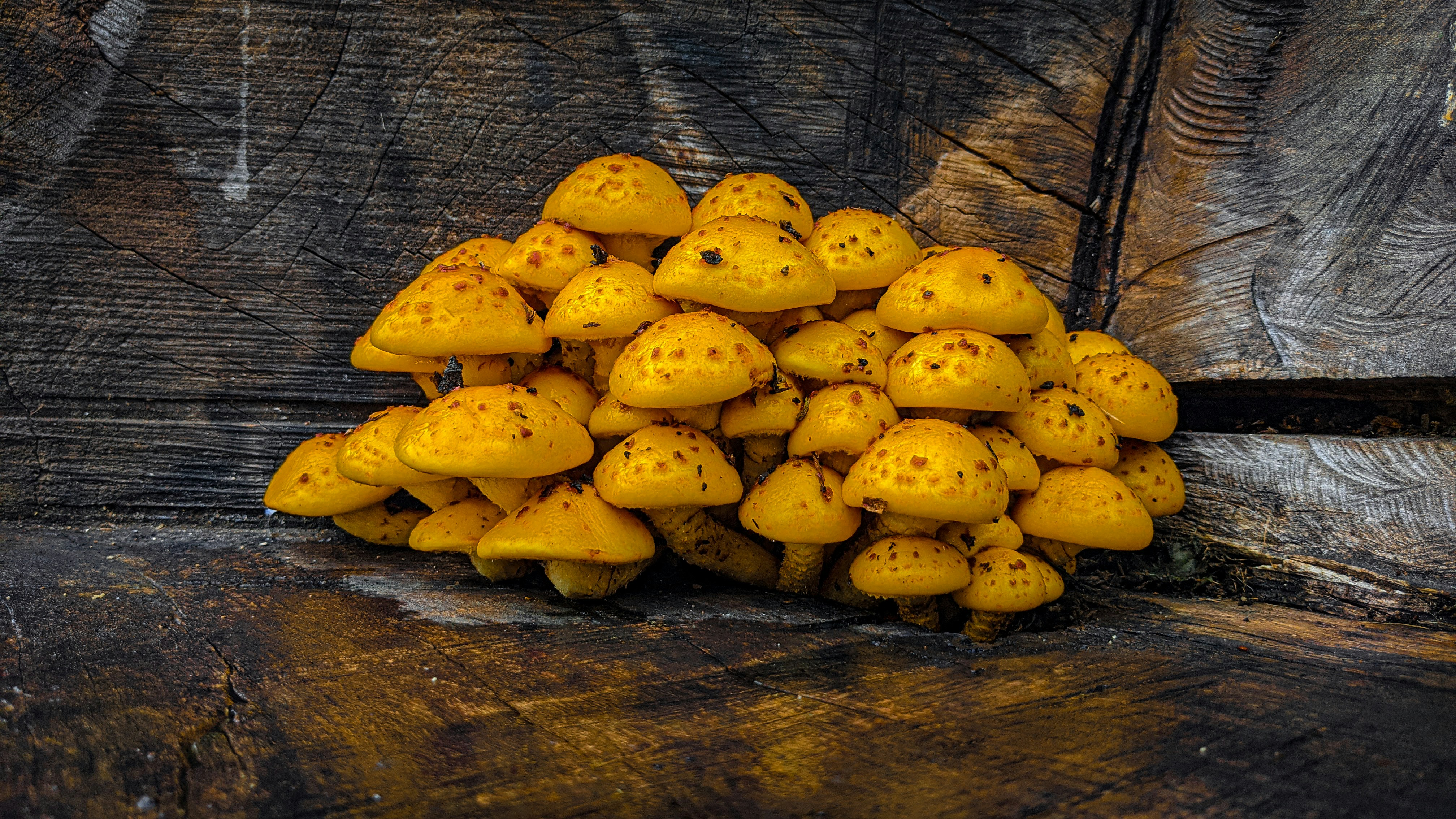 uma pilha de batatas amarelas