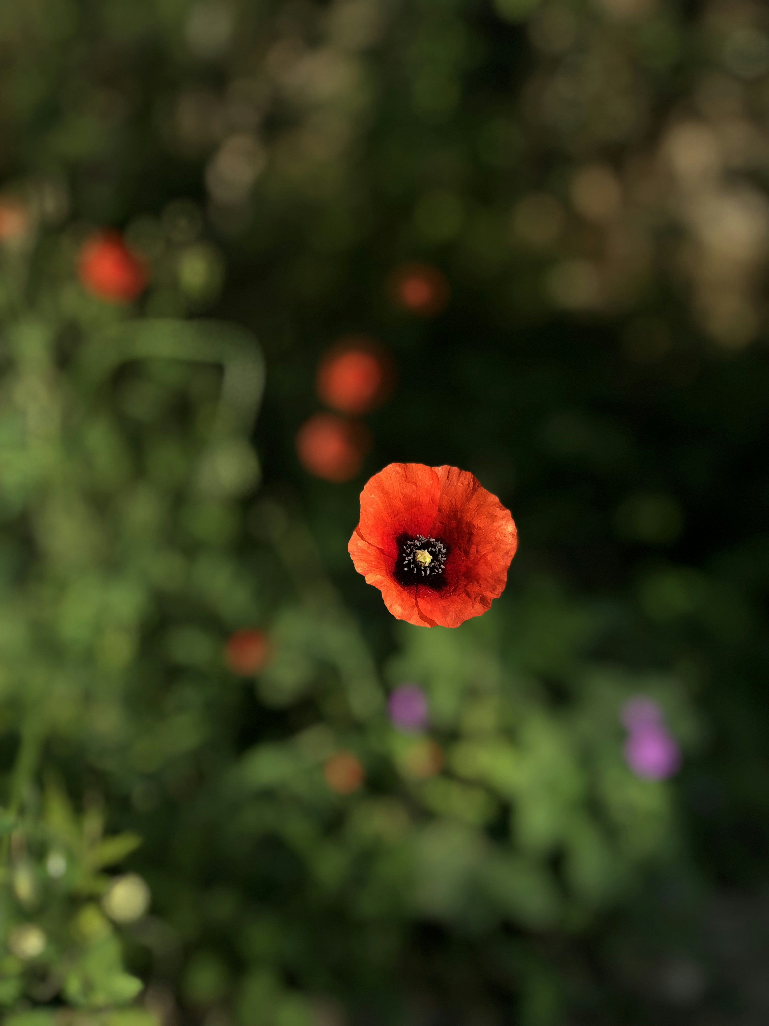 Photo by zhuravlli