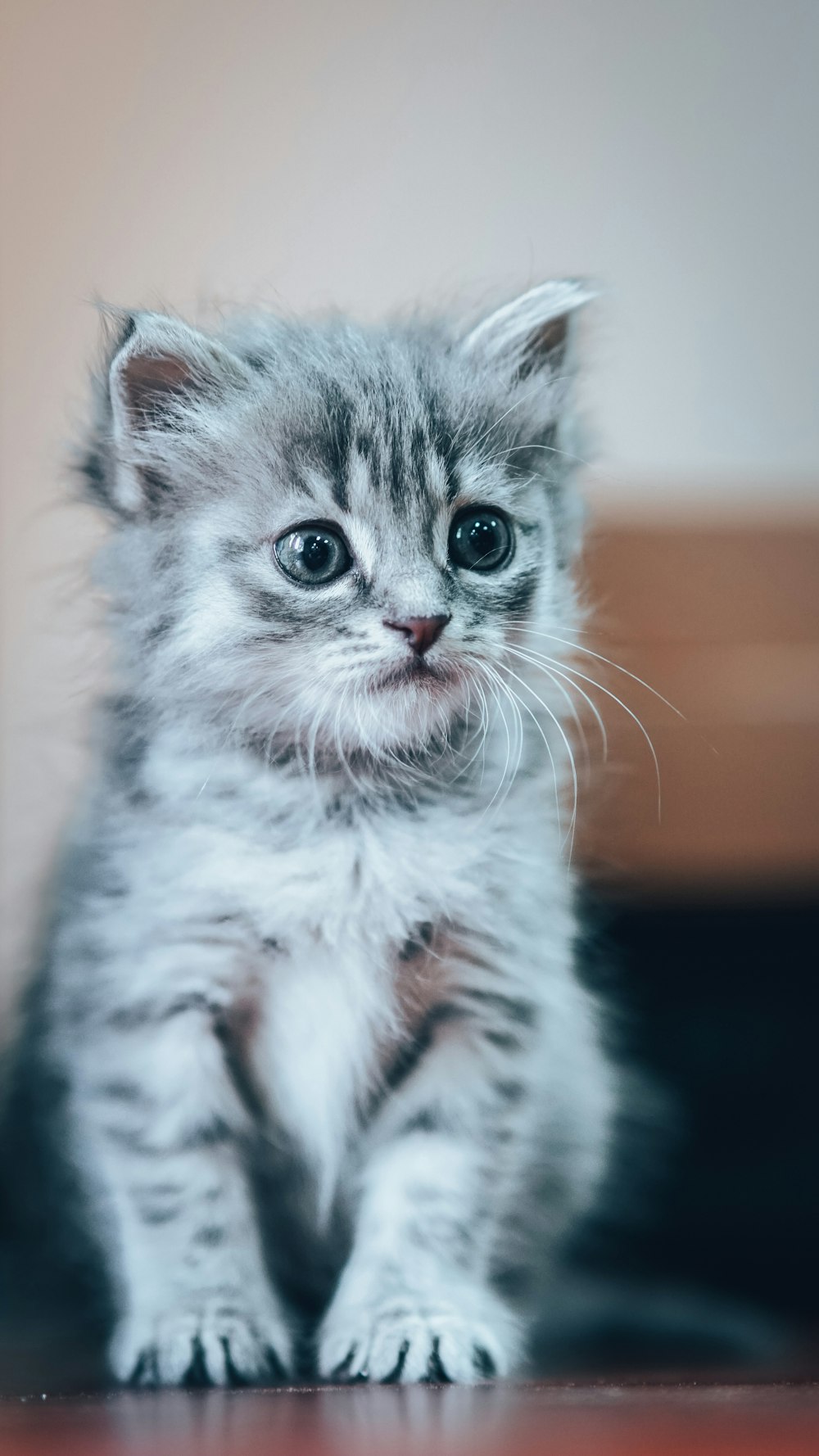 a kitten looking at the camera