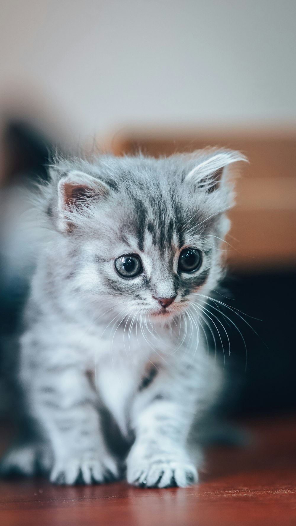 a kitten with wide eyes