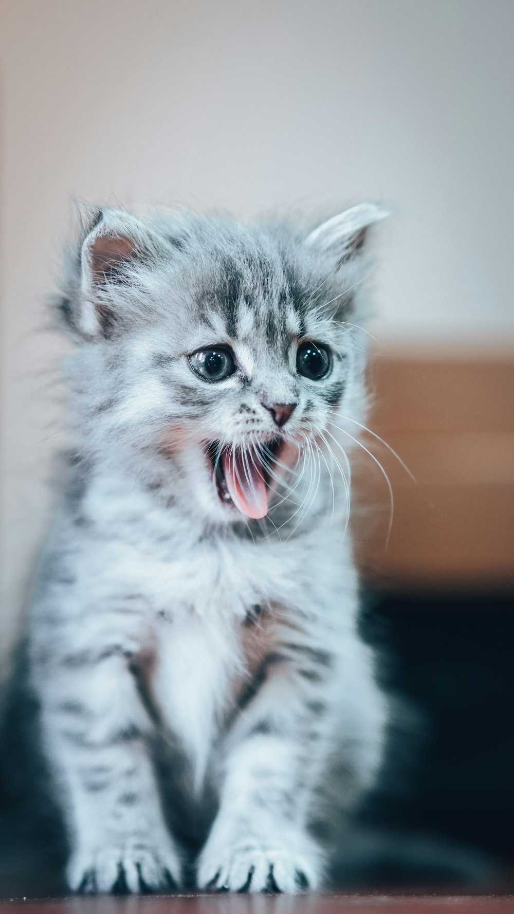 a kitten with its mouth open
