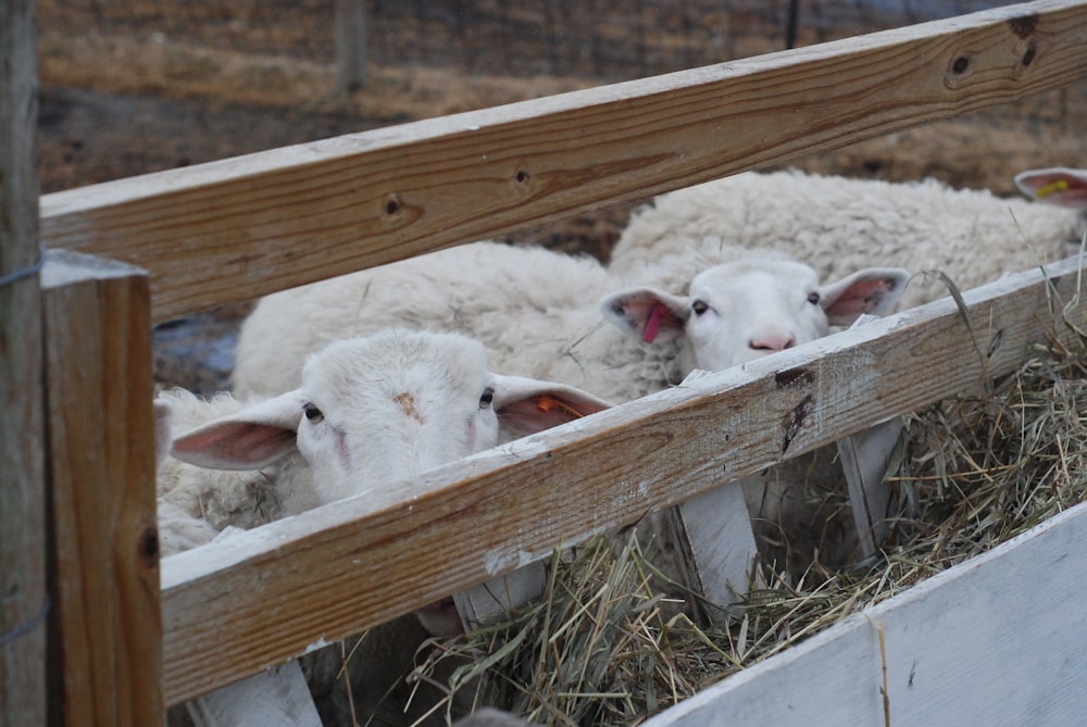 Un grupo de ovejas en un corral