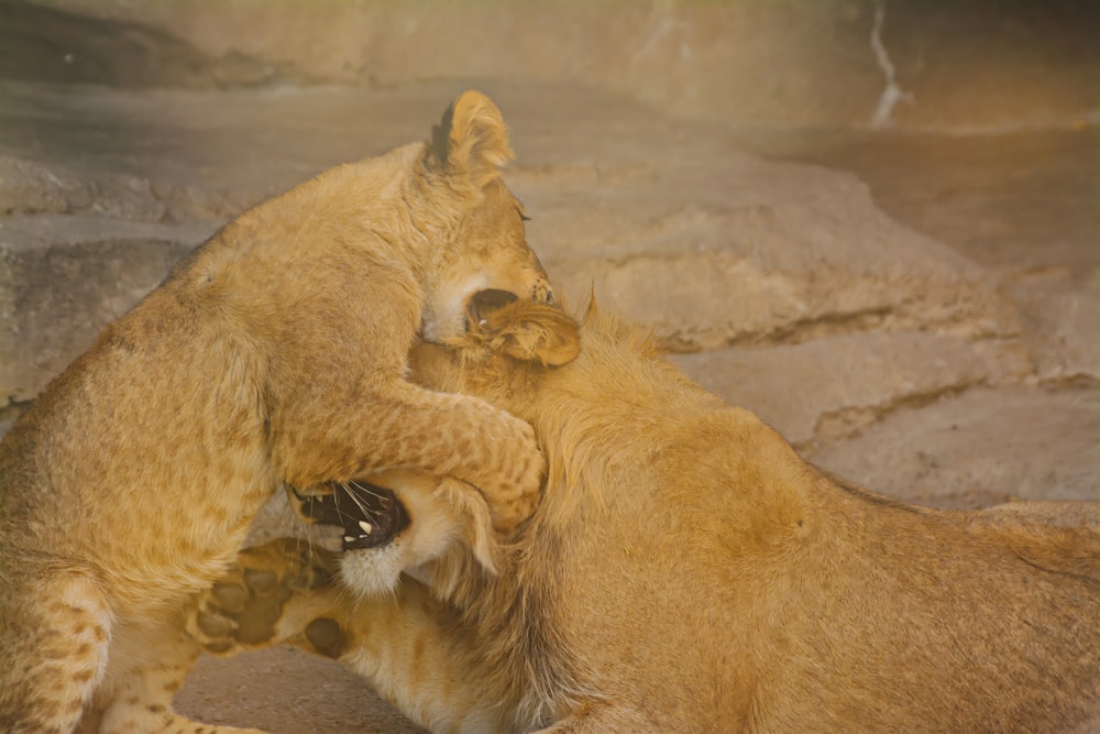 a couple of lions playing