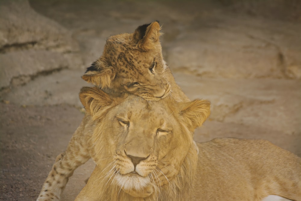 a couple of lions lying down