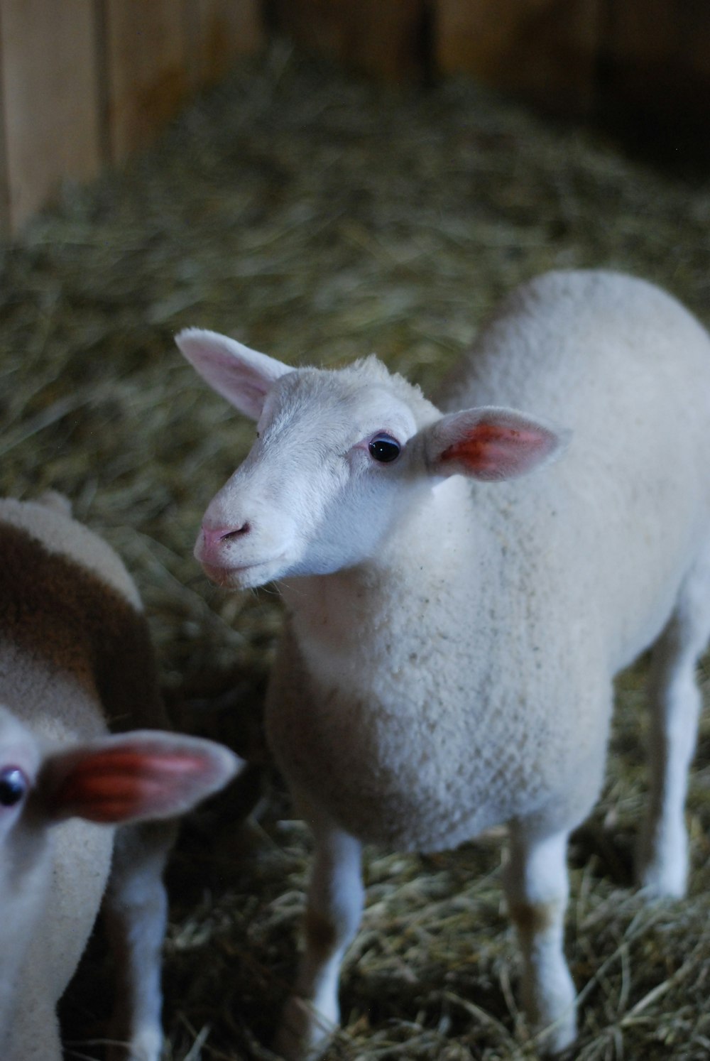 a baby lamb in a pen
