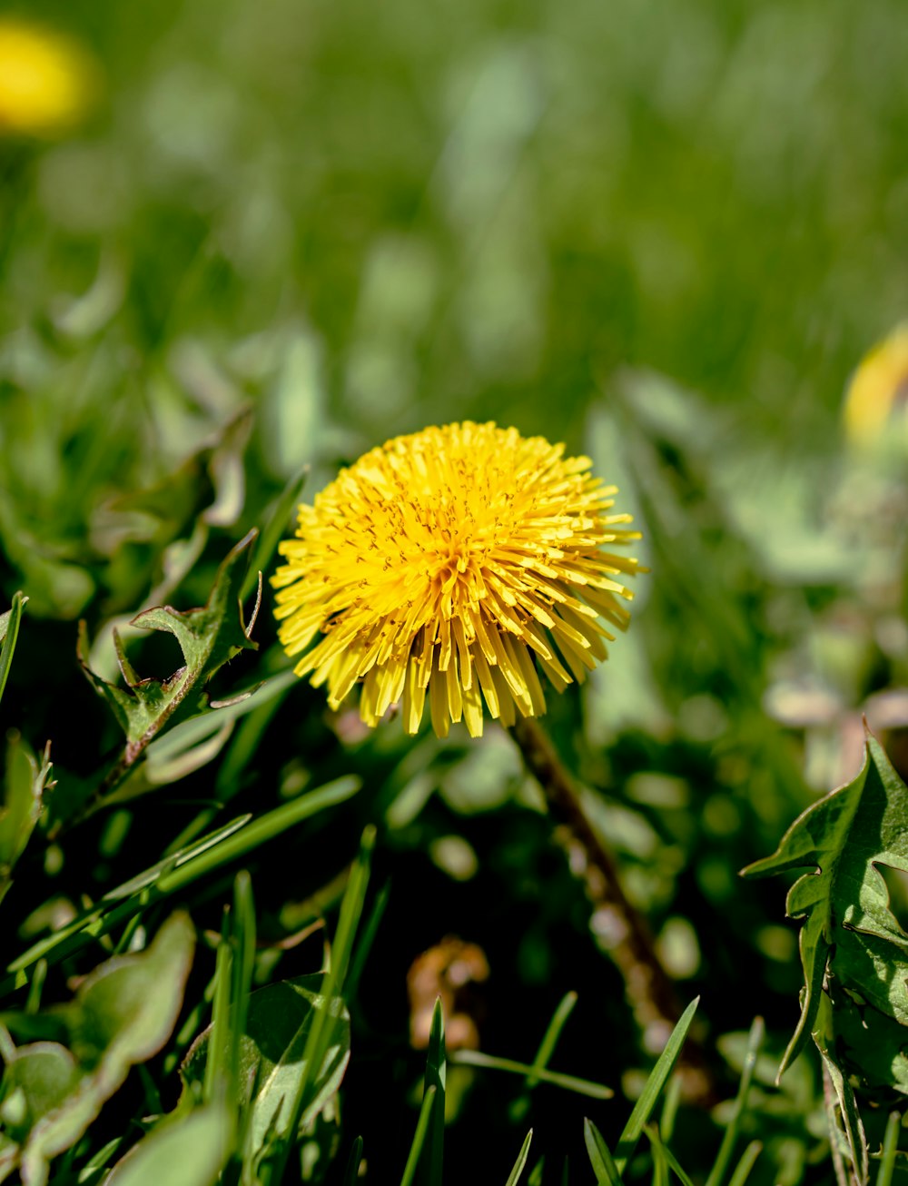 a yellow flower in a field