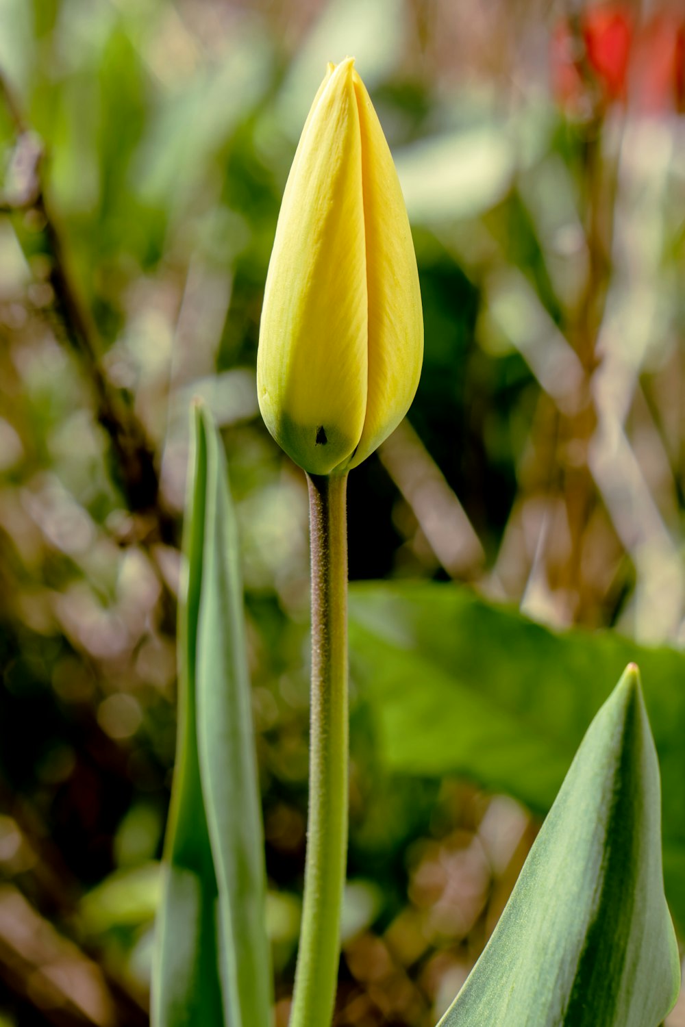 a close up of a flower