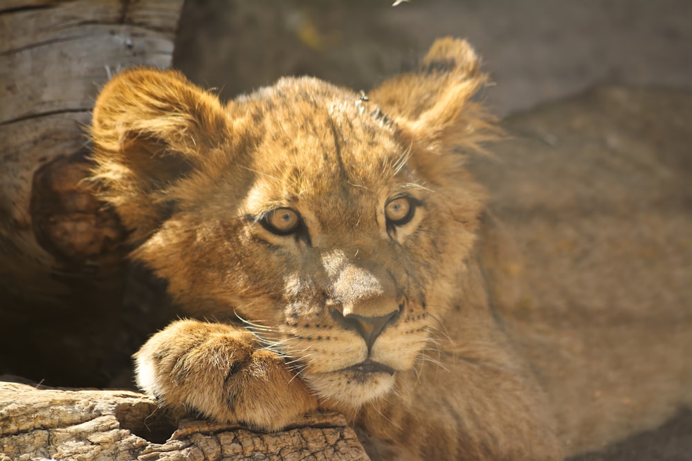 a lion lying on a rock