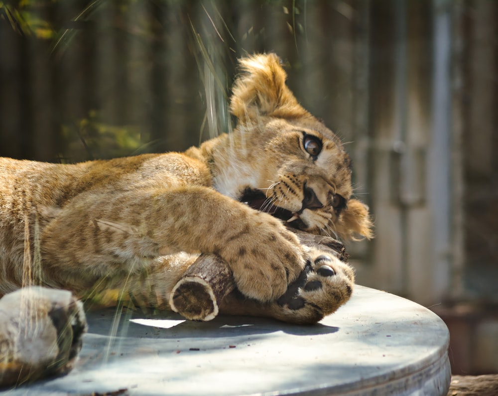 a lion lying on a rock