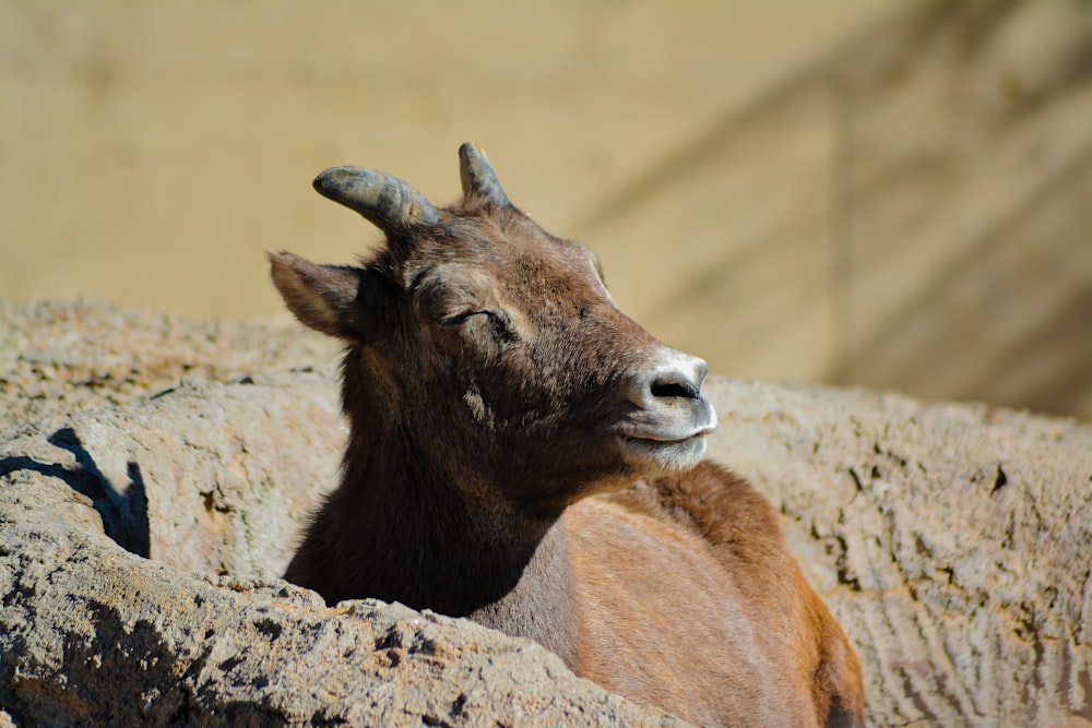 a couple of goats lying on a rock