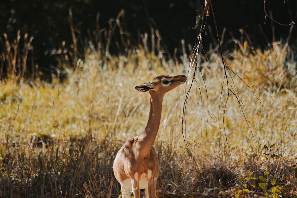 a couple of deer in a field