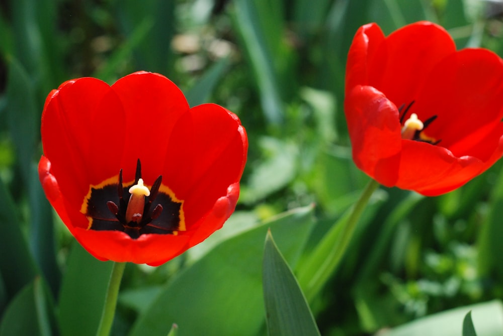 a couple red flowers