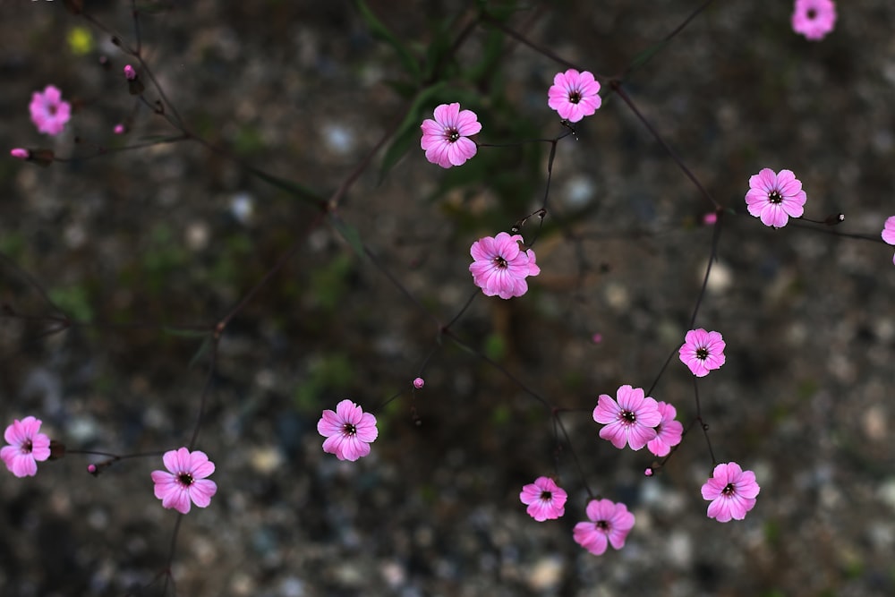 un groupe de fleurs