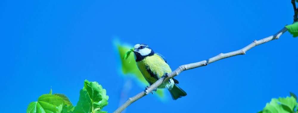 Un pájaro en una rama