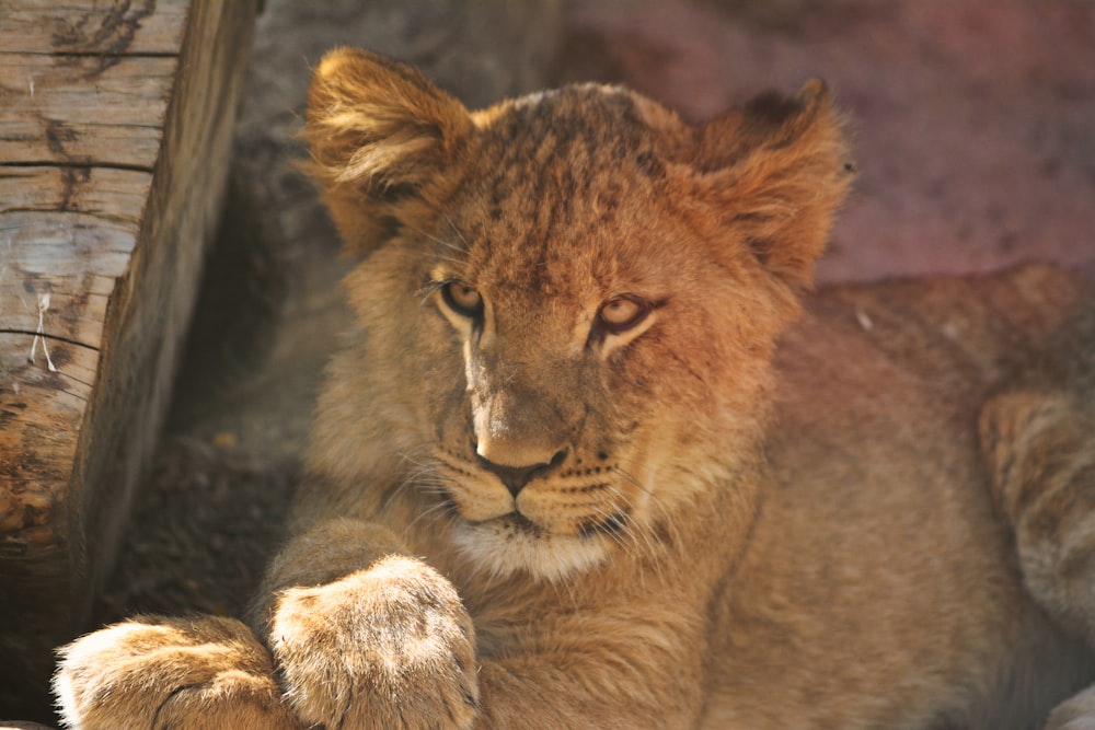 a lion lying down