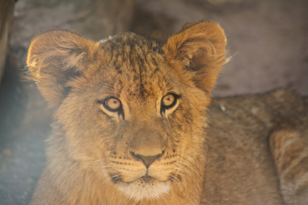 a lion looking at the camera