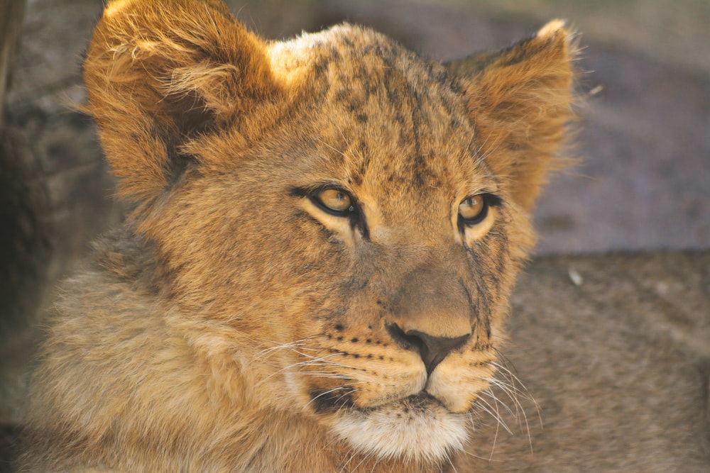 a lion lying down