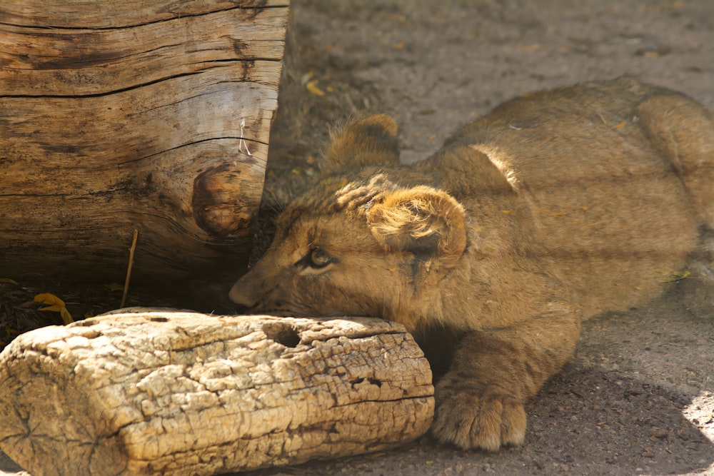 um leão deitado em uma rocha