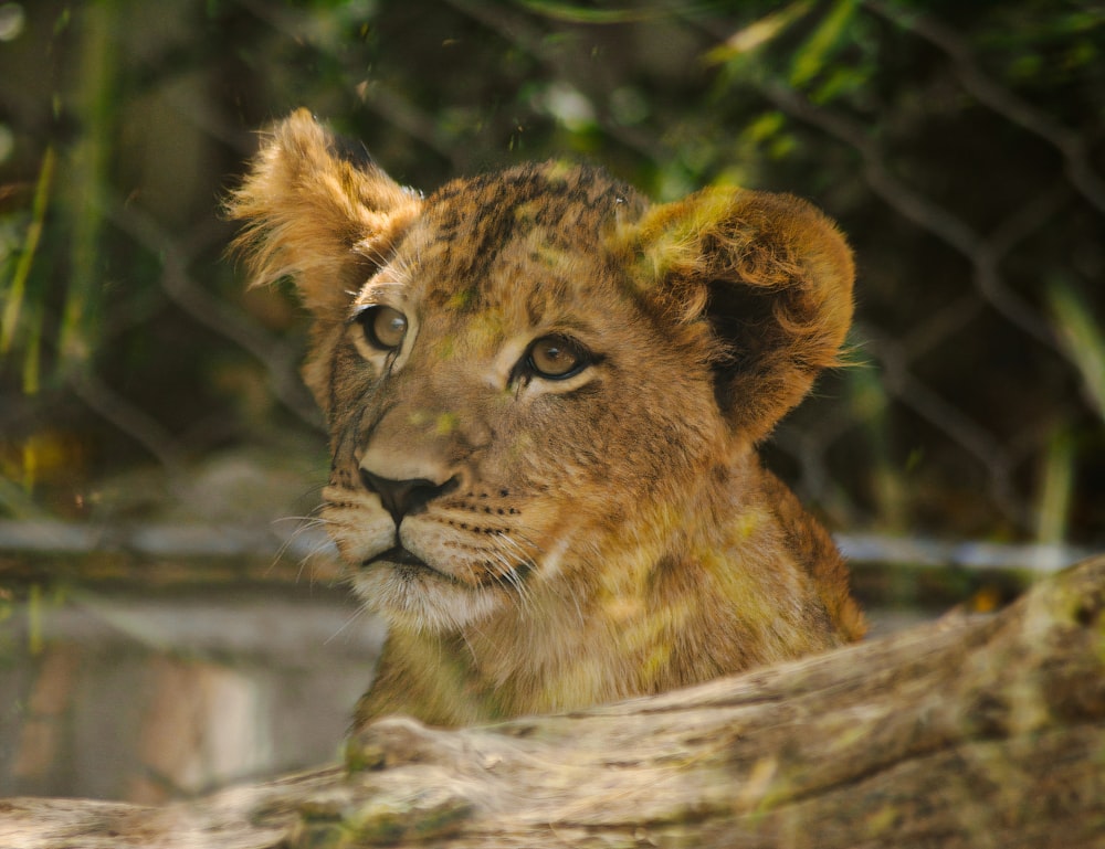 a lion lying on a log