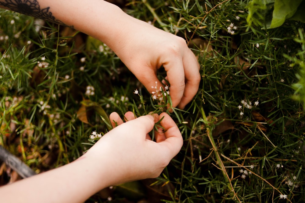 a pair of hands holding a plant