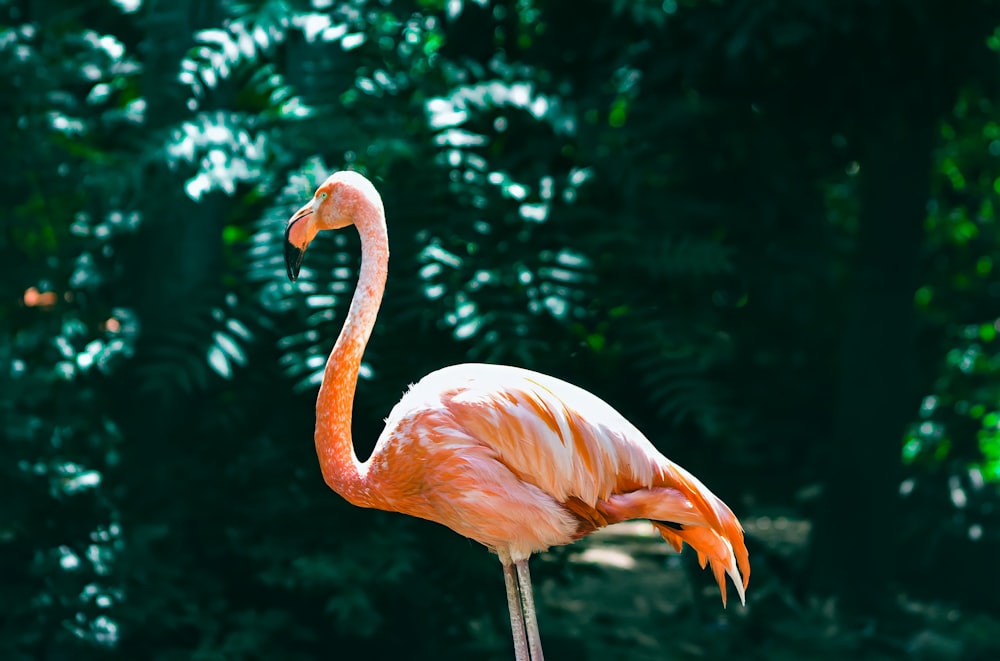 un flamant rose au long cou