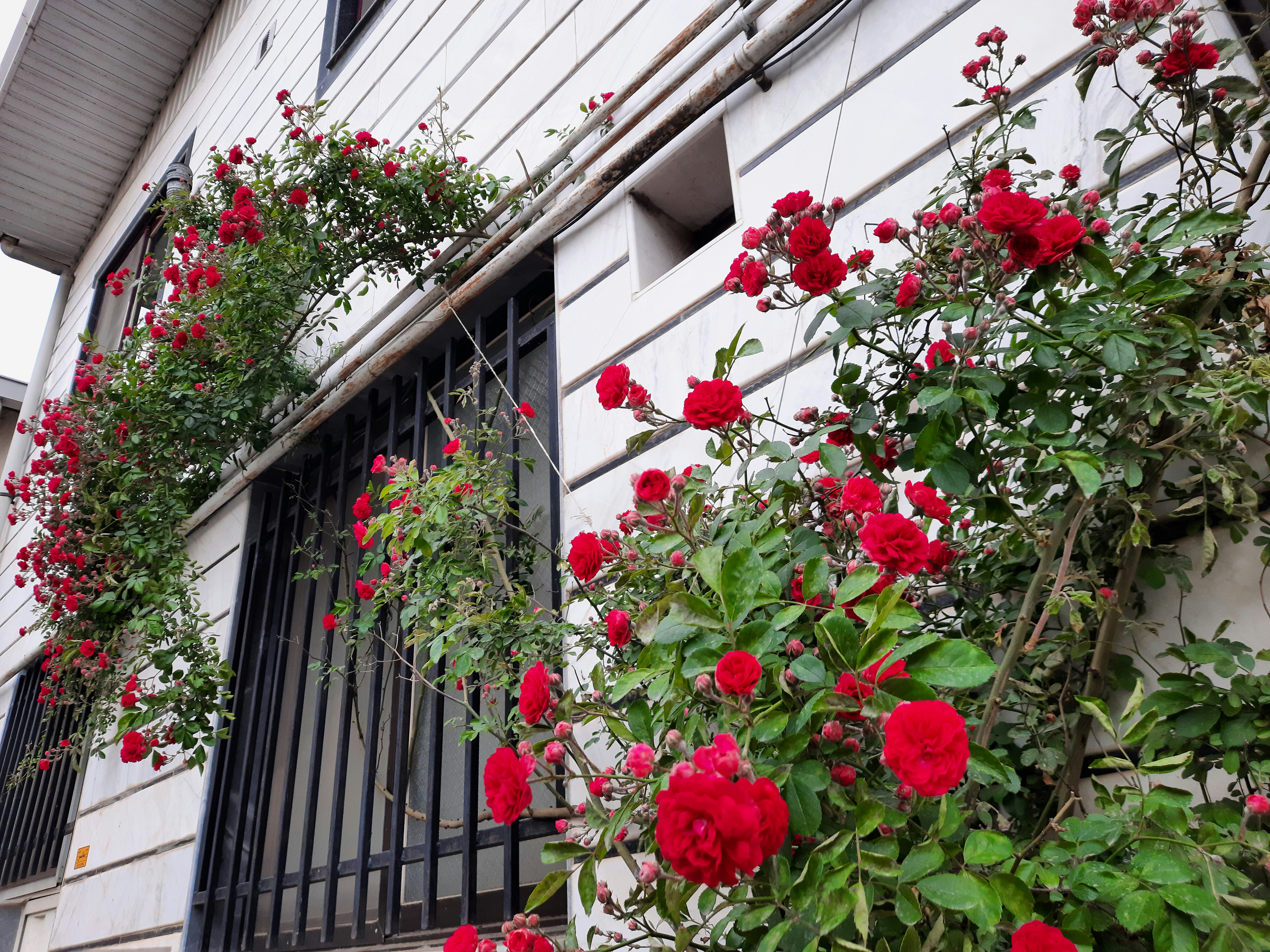 Photo by muhammadali666