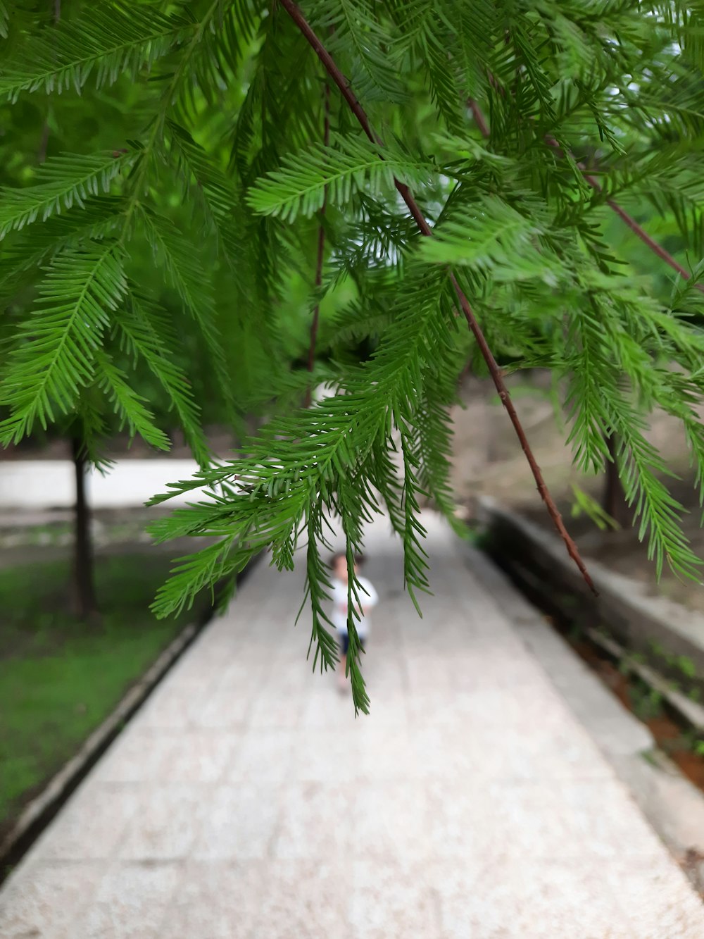 a tree with green leaves