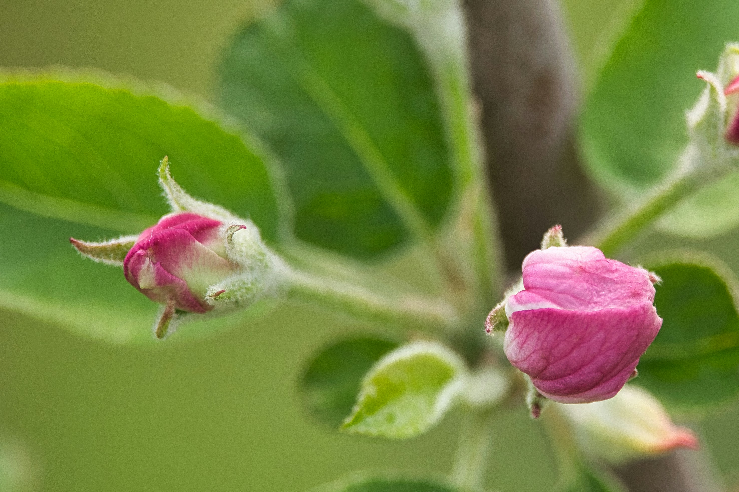 a close up of a flower