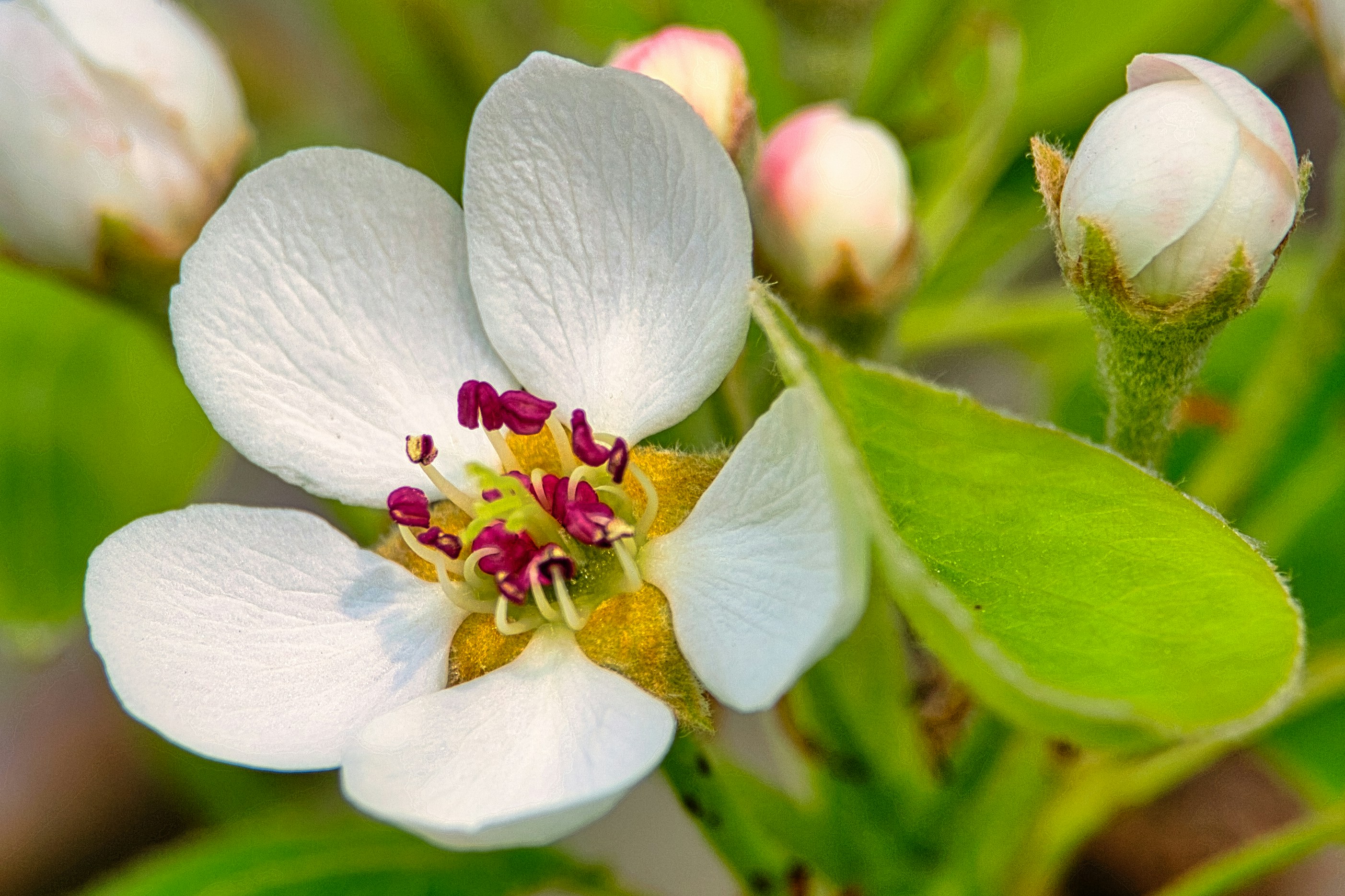 a close up of a flower