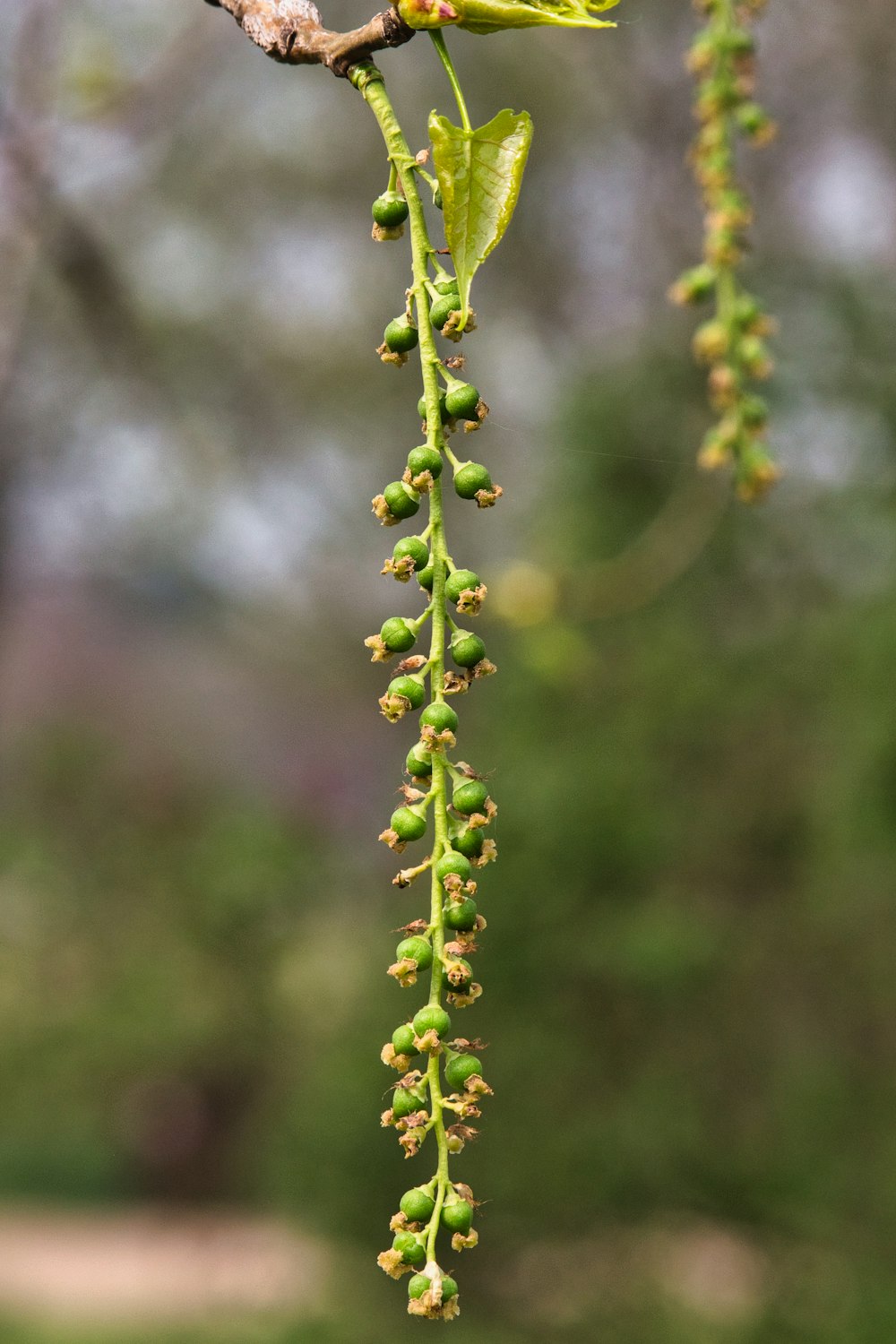 a close up of a plant