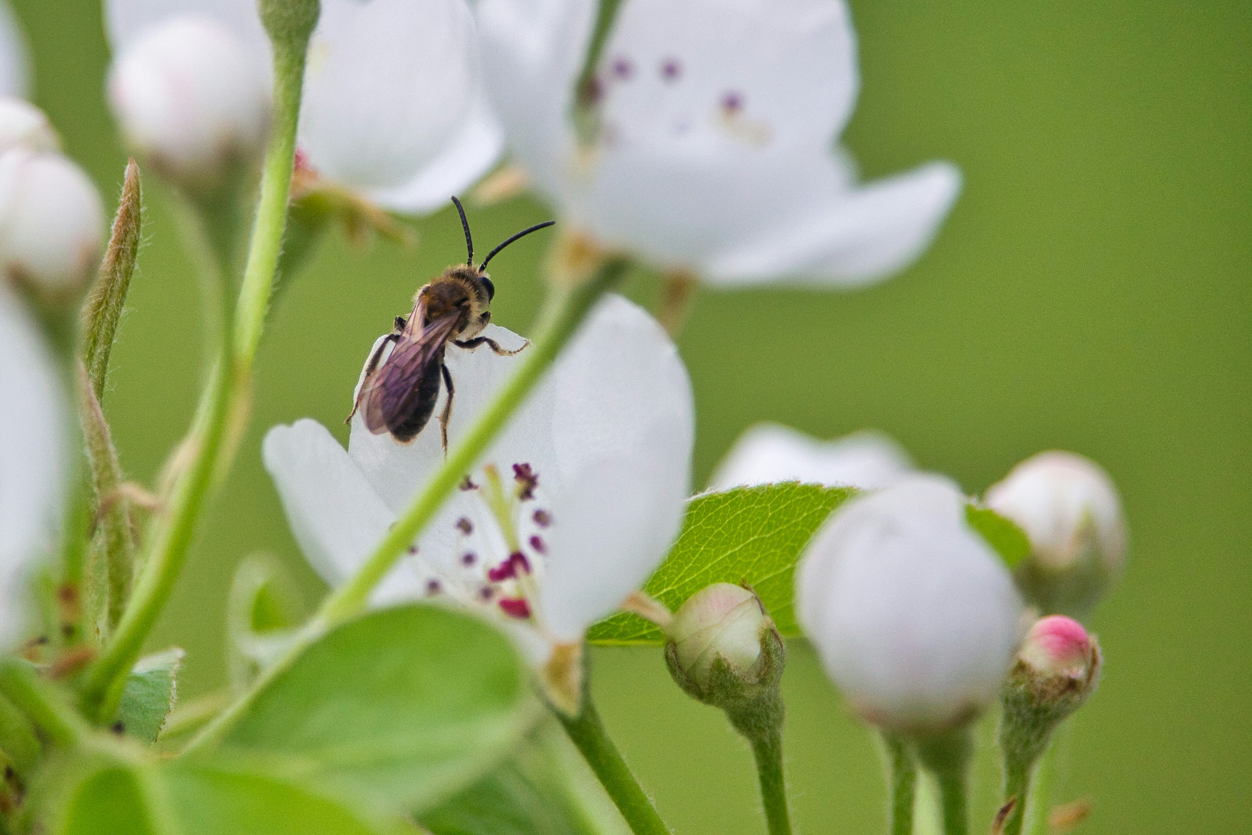 a bee on a flower