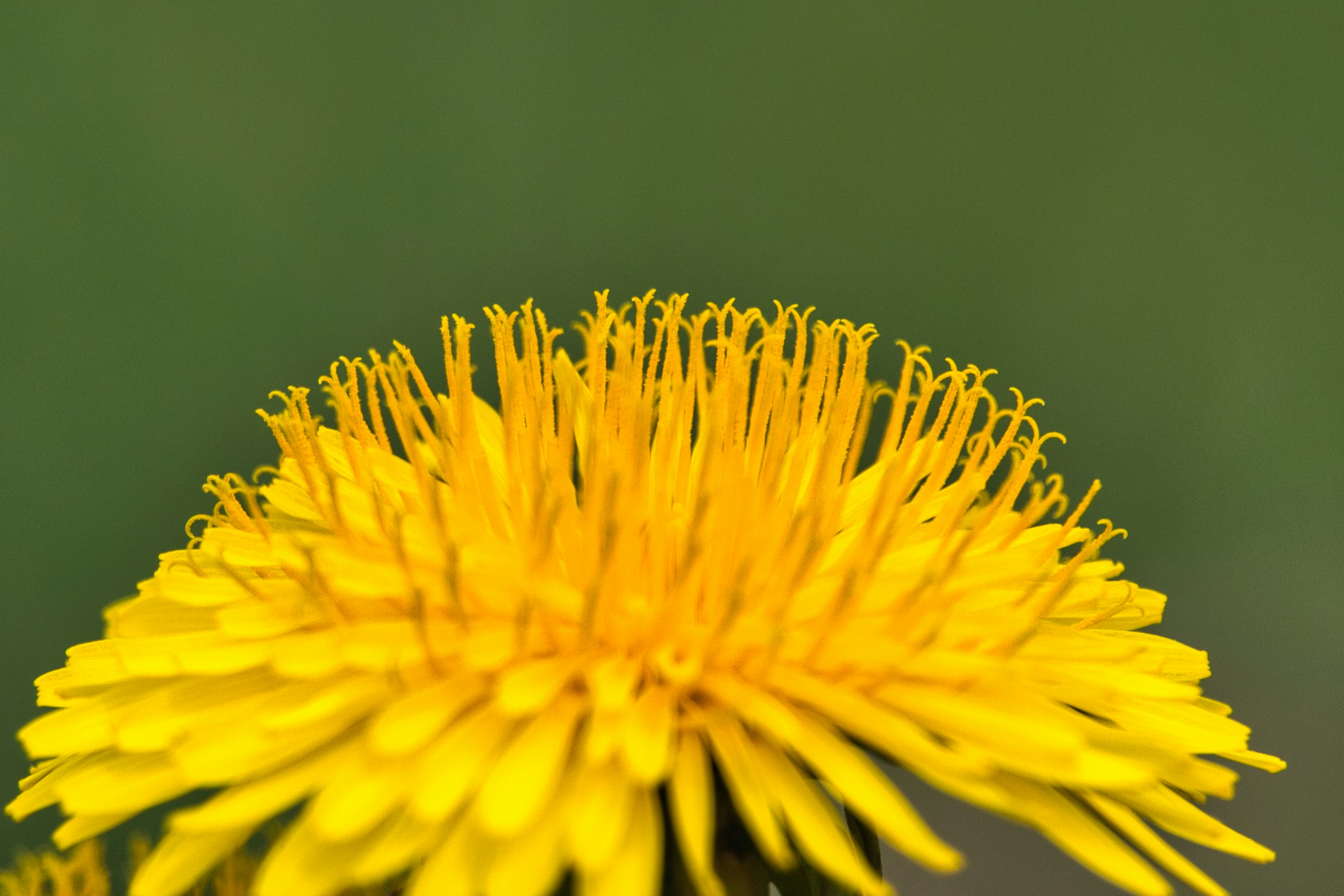 Photo by rogergranquist