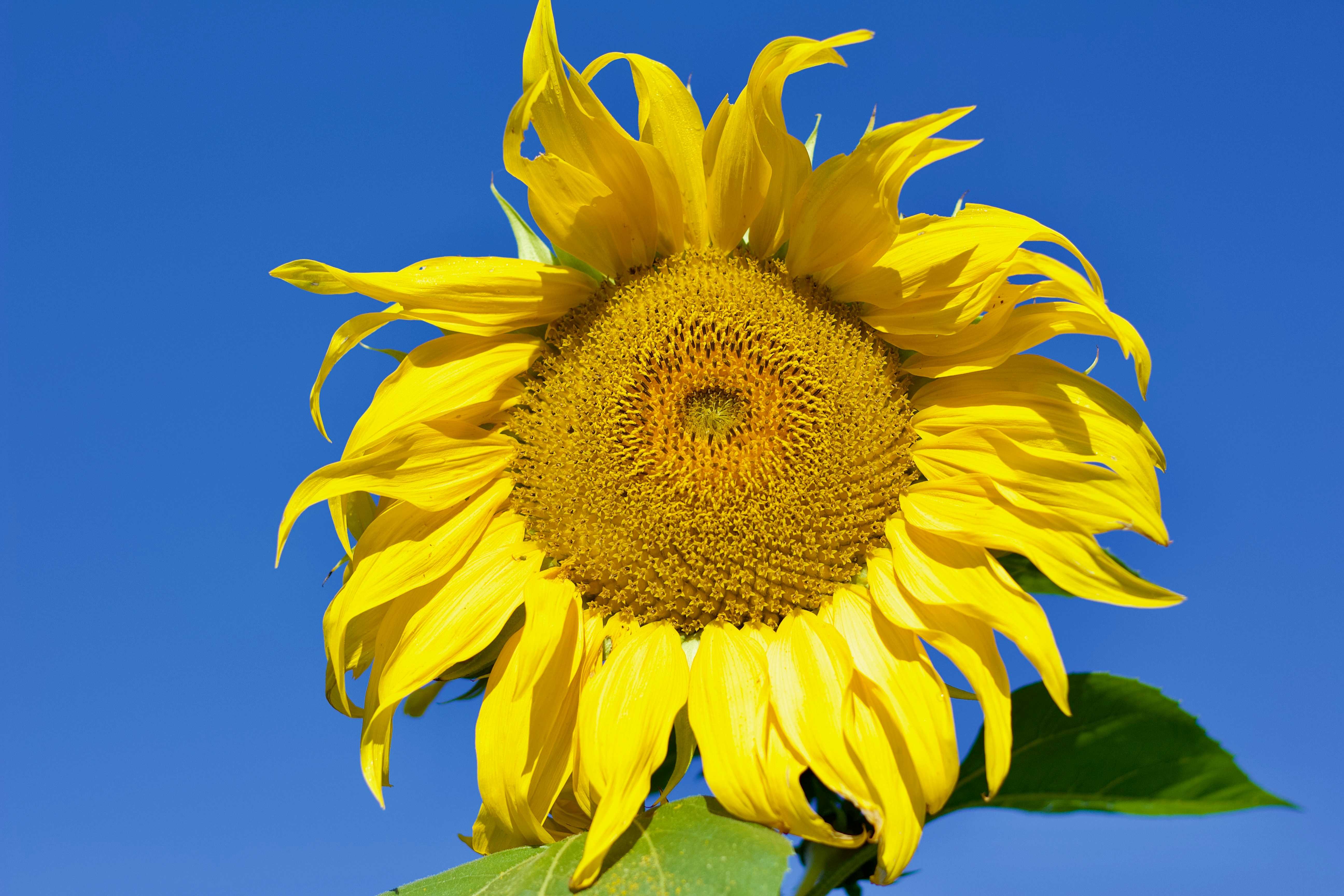 Photo by rogergranquist