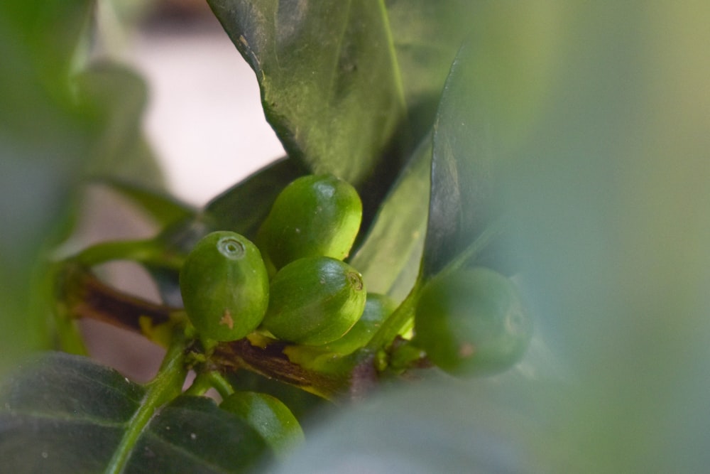 a close up of a plant with green fruits on it