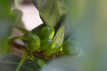 Unripe green coffee cherries clustered on a branch with broad leaves surrounding them. The image features a soft focus with a blurred foreground, enhancing the greenery's vibrant tones.