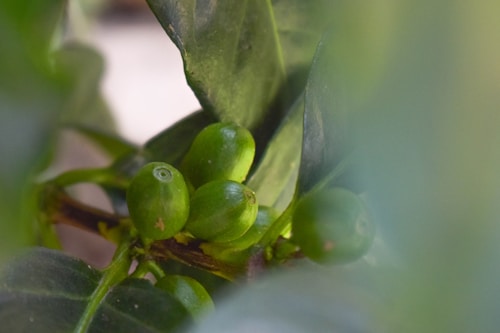 Unripe green coffee cherries clustered on a branch with broad leaves surrounding them. The image features a soft focus with a blurred foreground, enhancing the greenery's vibrant tones.