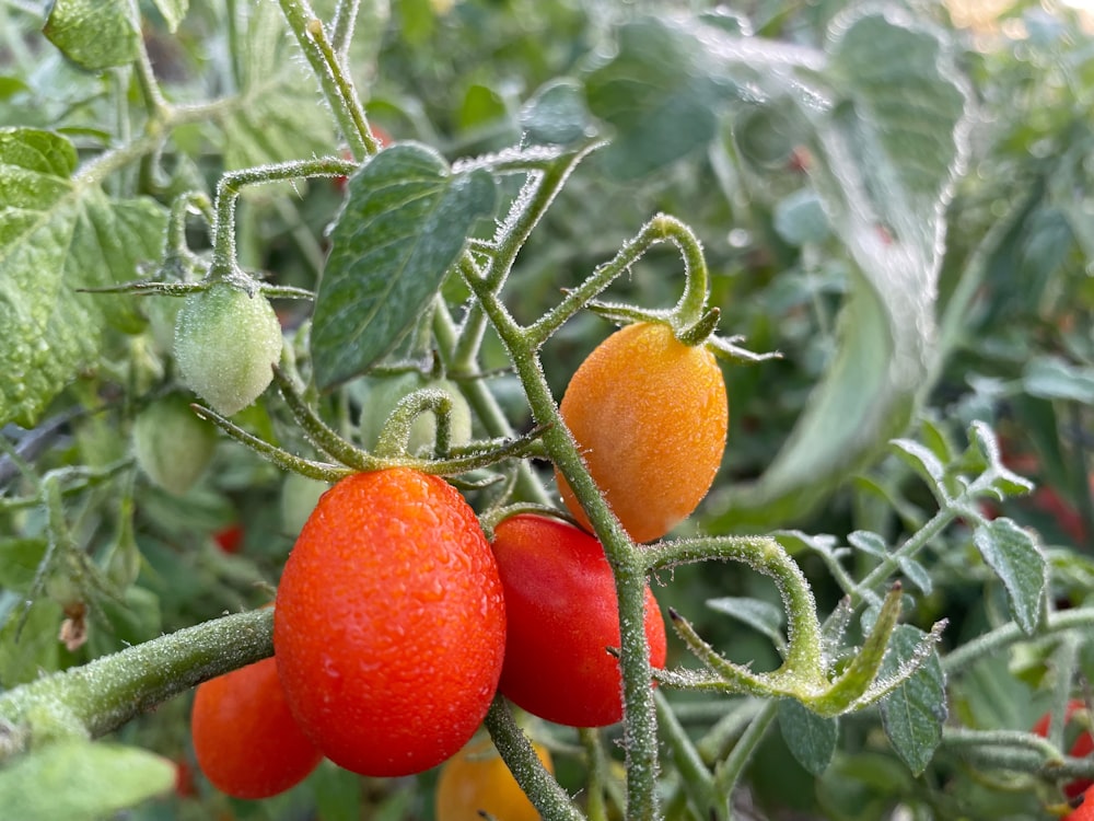 a group of tomatoes growing on a vine