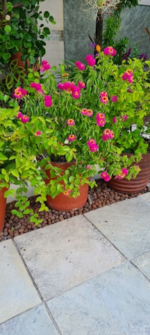 A collection of colorful plant pots arranged outdoors with blooming flowers.
