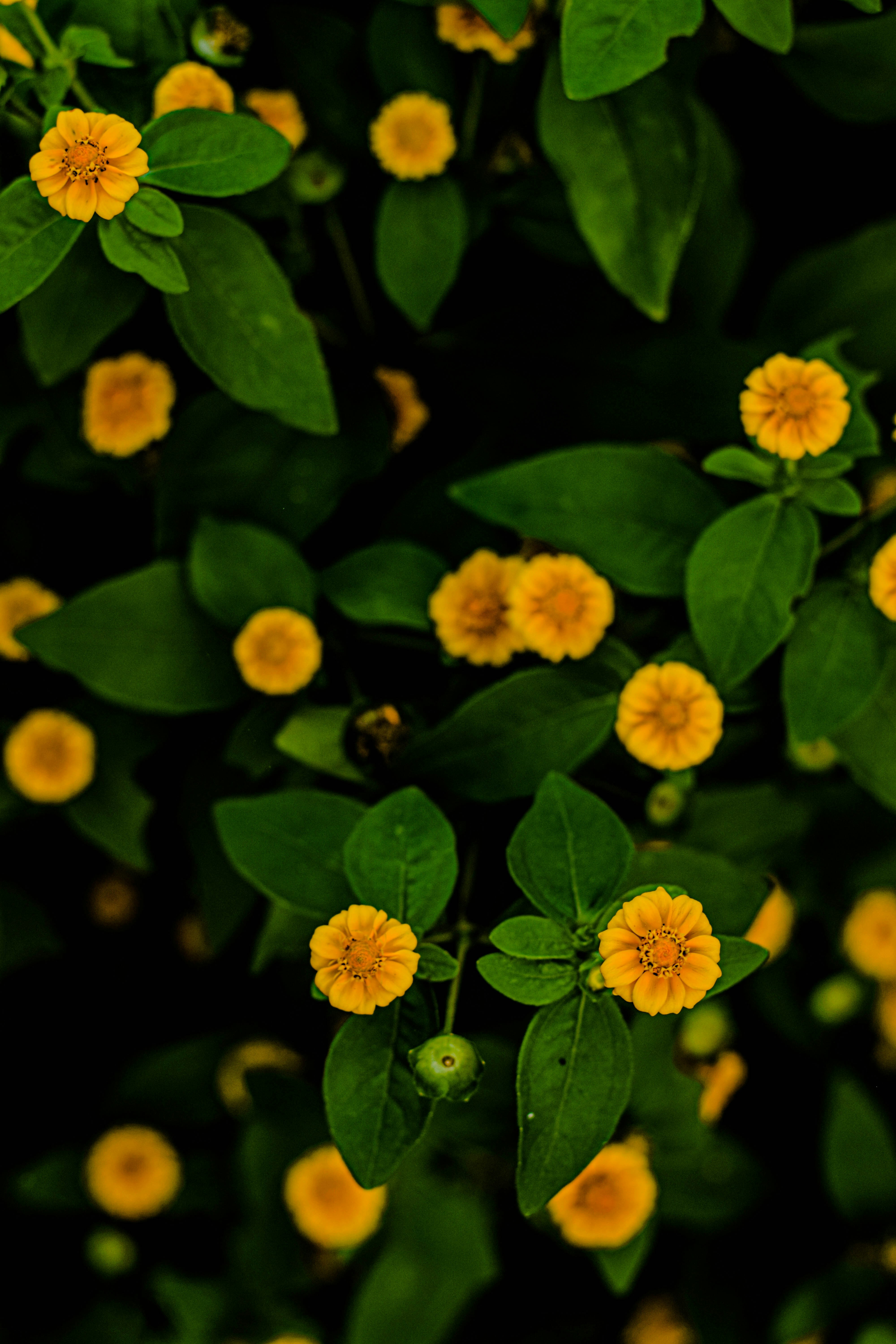 Photo by daizapelini