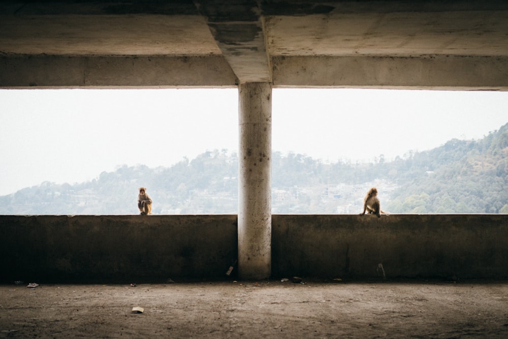 two dogs sitting on a ledge