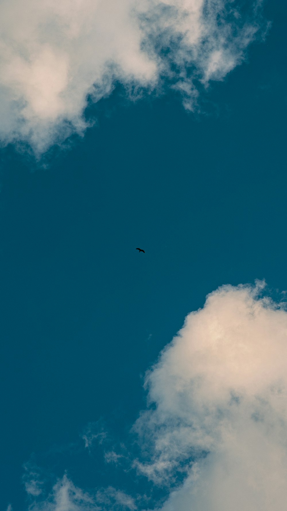 a bird flying in the sky