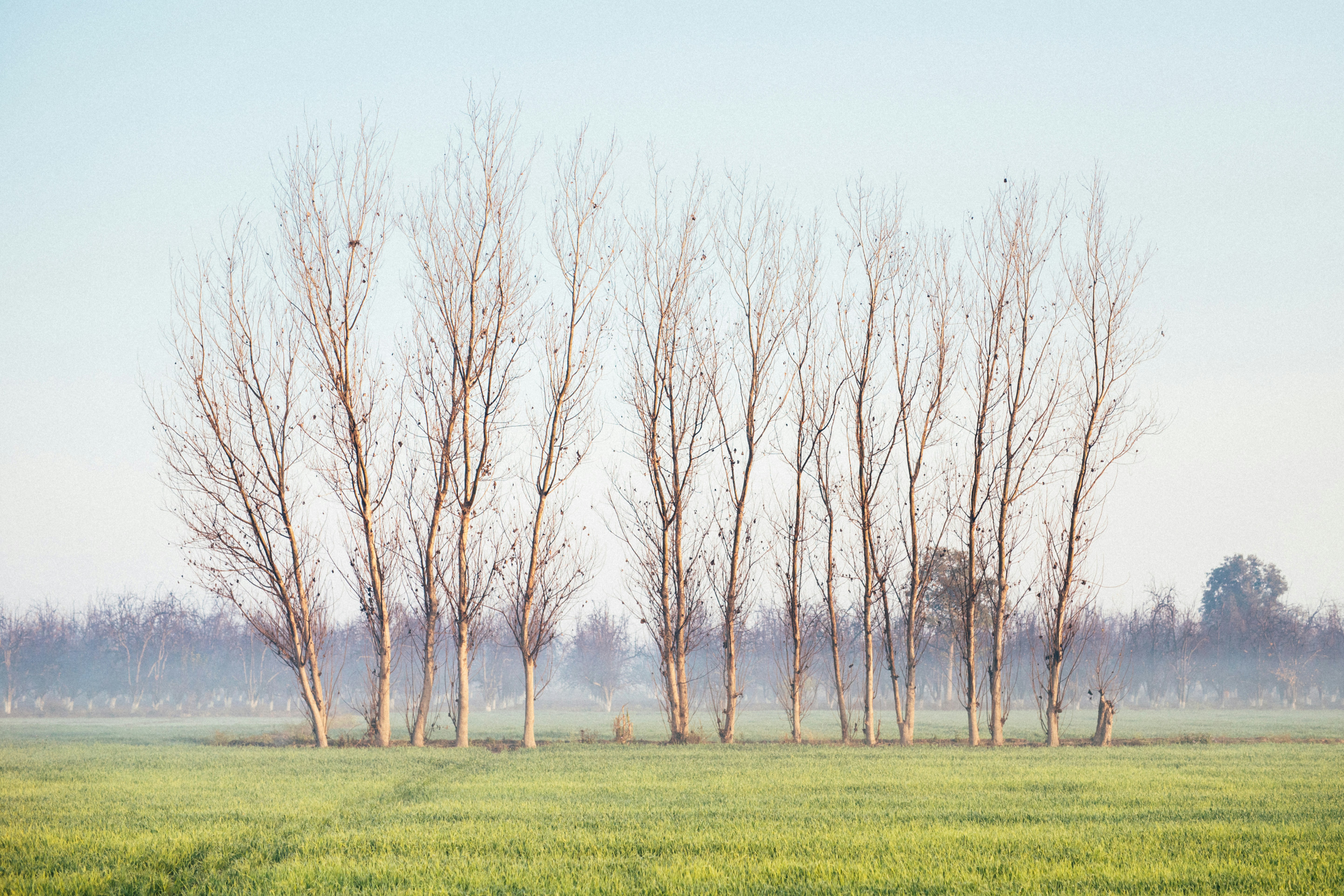 A group of trees in a field photo – Free Trees Image on Unsplash