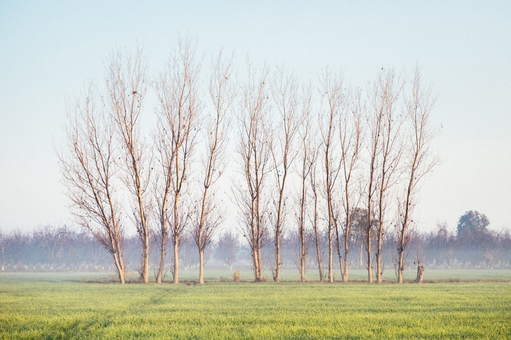 a group of trees in a field