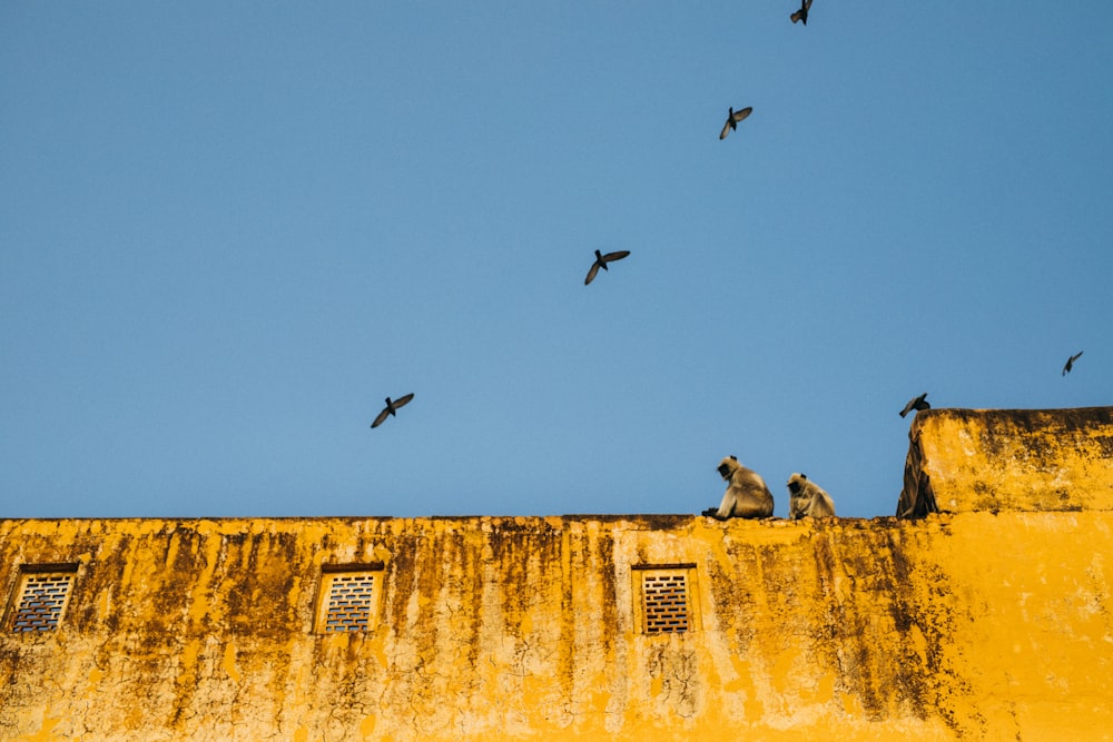 birds flying over a building