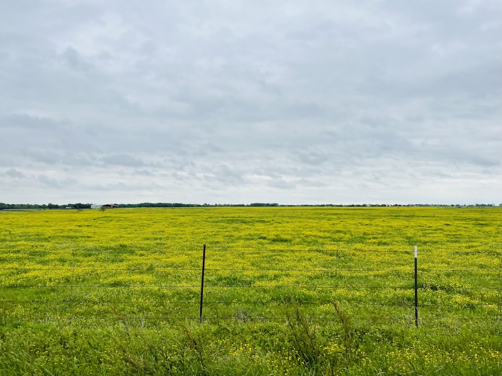 a large green field