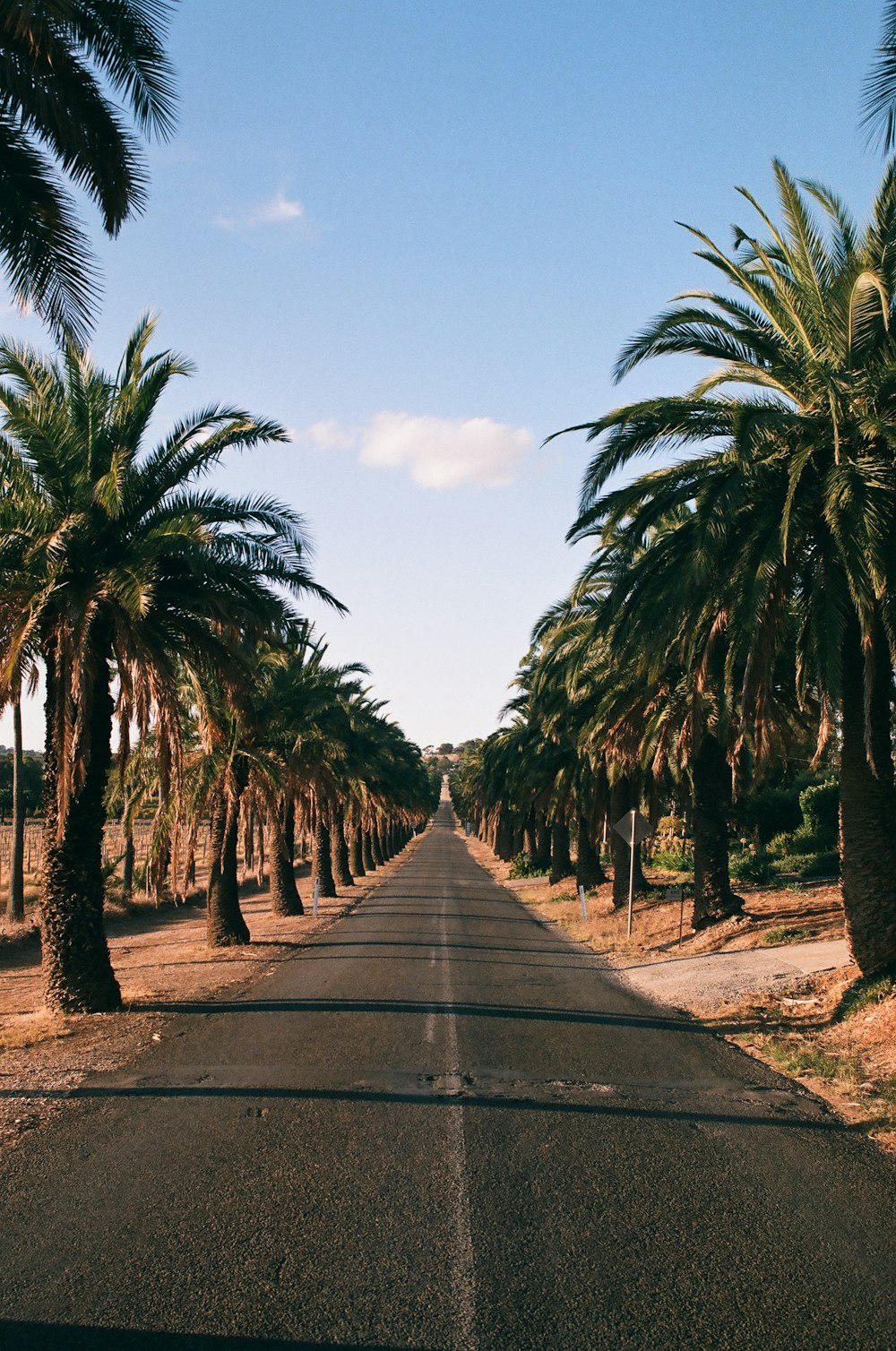 a road lined with palm trees