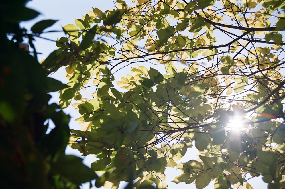 sun shining through the leaves of a tree