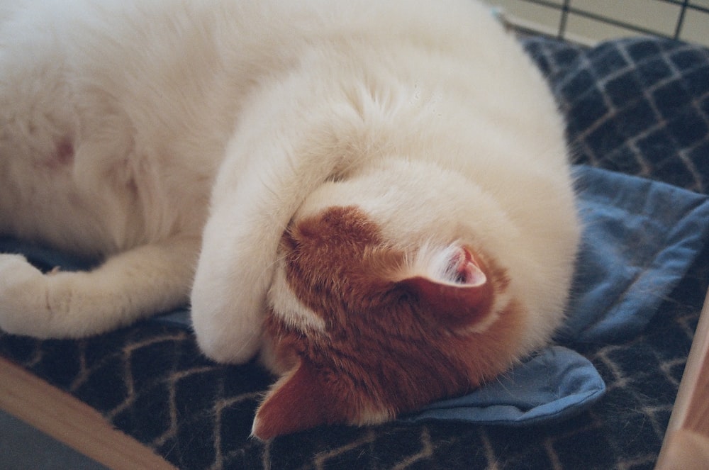 a cat lying on a person's lap