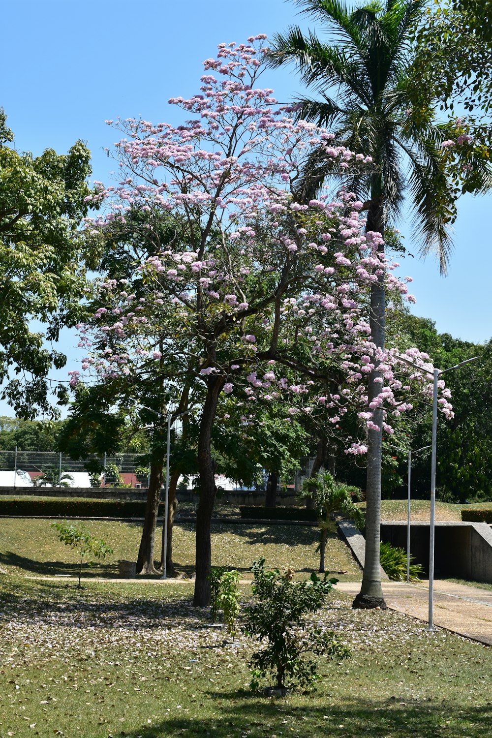 un albero con fiori viola