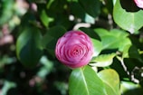A vibrant pink camellia flower in full bloom is surrounded by lush green leaves. Sunlight filters through the foliage, casting dappled shadows and highlighting the delicate petals and glossy leaves.